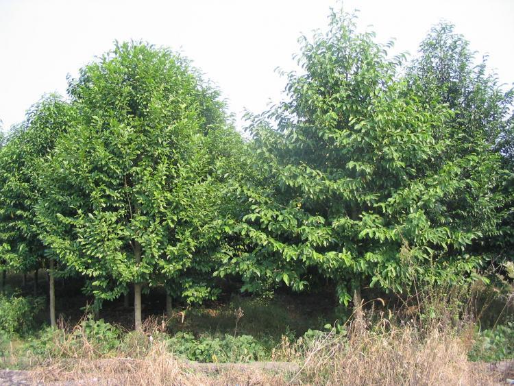 供應(yīng)綠茵苗木喬灌木-齊河縣潘店鎮(zhèn)綠茵苗木花卉銷(xiāo)售處